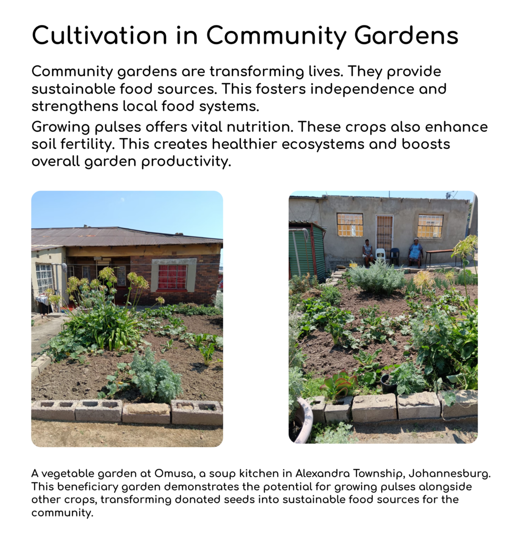 Community gardens are transforming lives. They provide sustainable food sources. This fosters independence and strengthens local food systems.

Growing pulses offers vital nutrition. These crops also enhance soil fertility. This creates healthier ecosystems and boosts overall garden productivity.

A vegetable garden at Omusa, a soup kitchen in Alexandra Township, Johannesburg. This beneficiary garden demonstrates the potential for growing pulses alongside other crops, transforming donated seeds into sustainable food sources for the community.